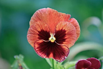 Selbstklebende Fototapete Pansies pansy flower