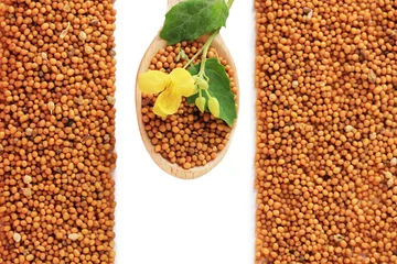 Foto op Plexiglas anti-reflex Mustard seeds with mustard flower isolated on white © Africa Studio