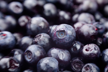 bilberry macro closeup