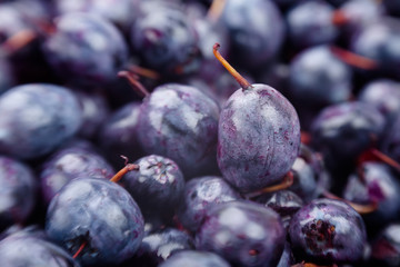 Fototapeta premium blueberry macro closeup