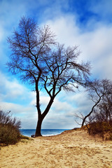 Beautiful lonely tree on a sand dune