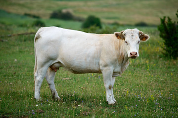 Vaca blanca en el prado