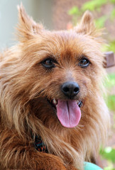 Australischer Terrier sitzt auf einem Gartenstuhl und hechelt