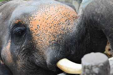 Obraz premium closed up asian elephant in a zoo, Thailand