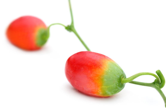 Coccinia Indica or medicinal telakucha fruits
