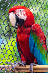 Colorful green winged macaw
