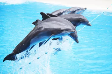  Dolfijnenshow © yellowj