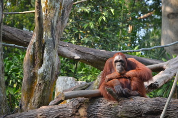 Orangutan (Pongo Borneo) in Singapore Zoo © lucazzitto