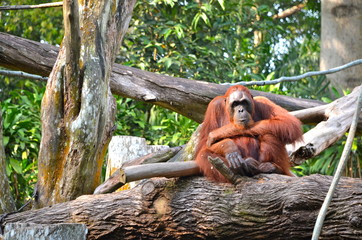 Orangutan (Pongo Borneo) in Singapore Zoo © lucazzitto