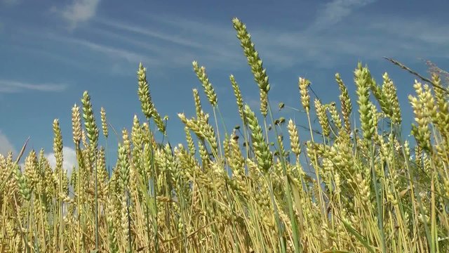 Wheat against sjy