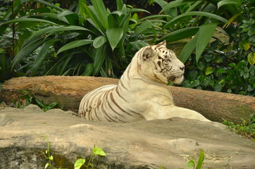 White Tiger in Singapore Zoo