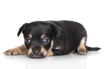 Obraz premium Sad Chihuahua puppy lying