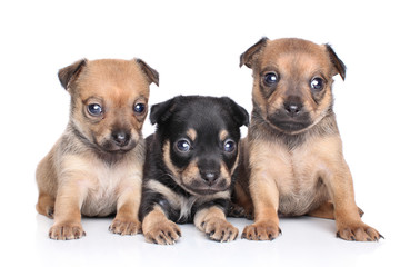 Chihuahua puppies on a white background