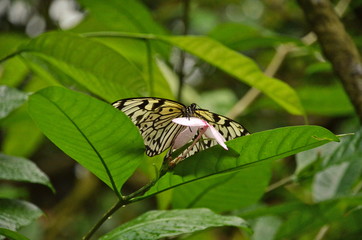 Tree Nymph, (Idea Leuconoe) butterfly