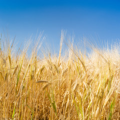 Getreidefeld vor blauem Himmel