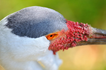 Wattled Crane