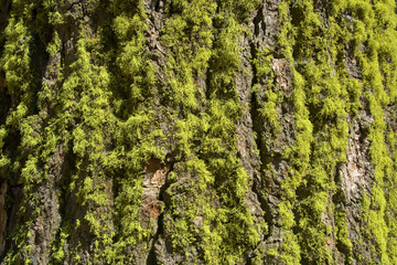 Moss on a tree