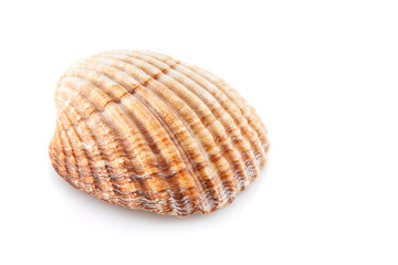 Shell