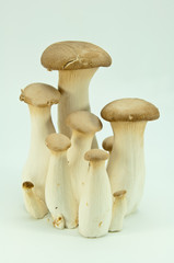 新鮮なエリンギ