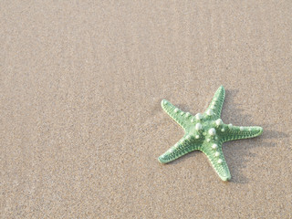 Fototapeta na wymiar starfish stranded