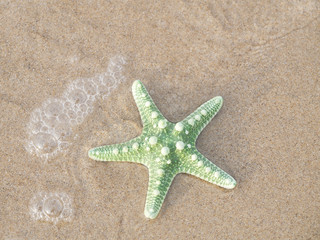 starfish stranded