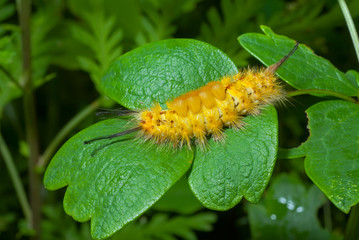 Haired yellow caterpillar 6