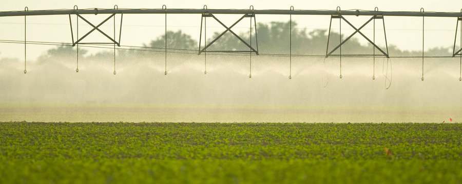 Irrigation on field