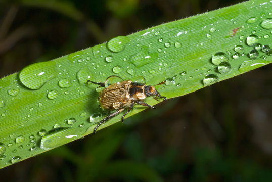 Beetle on grass-blade 9