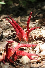 Tintenfischpilz (Clathrus archeri) im Wald