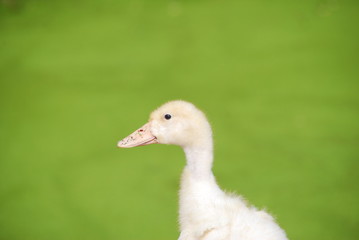 canard mulard