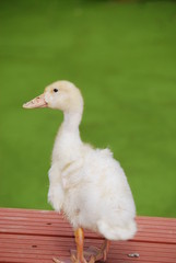 canard mulard