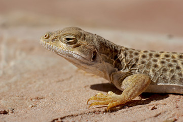 Naklejka premium Long nosed leopard lizard - [gambella wislizenii]