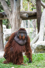 Orangutan © Masaaki