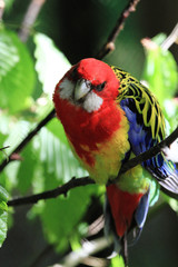 Parrot (Eastern Rosella)