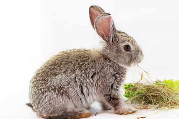 Gray rabbit