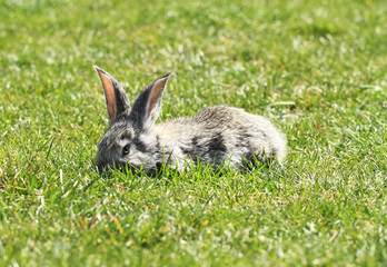 Gray rabbit
