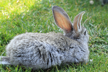 Gray rabbit