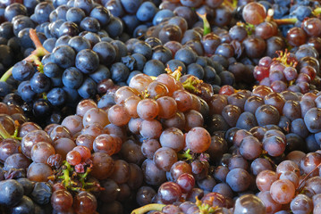 Pinot Gris
