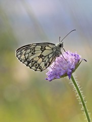 Schachbrettfalter auf Witwenblume