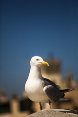 seagull on background of ancient Rome. Italy.
