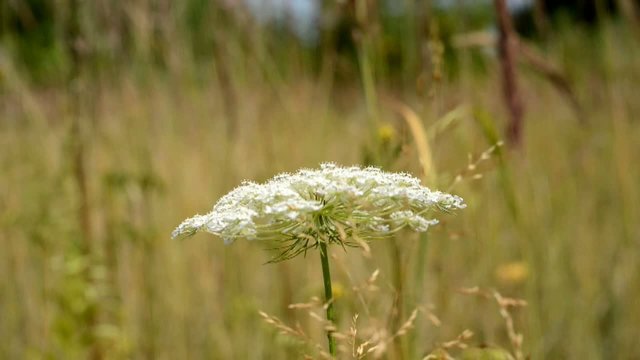 Doldenbl&uuml;tler Pflanze im Sommer