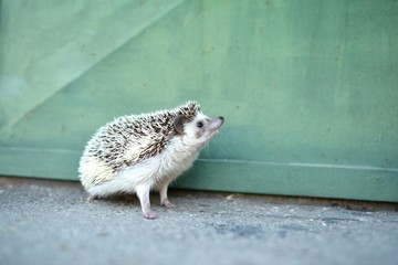 Hérisson (Atelerix Albiventris)