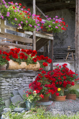 Fototapeta na wymiar Kwiaty Cottage