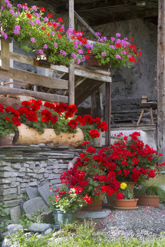 Cottage flowers