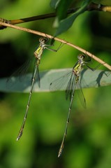 Lestes parvidens maschio
