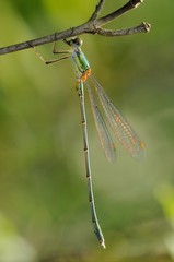 Lestes parvidens maschio