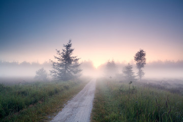 ground road into fog at sunrise - Powered by Adobe