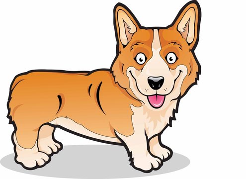 Corgi