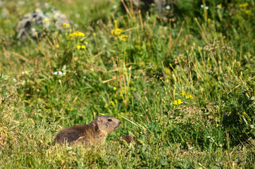 Marmotton à l'affut