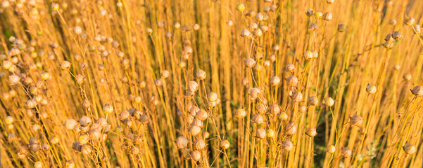 Naklejka premium Ripening Flax seed capsules in early morning sunlight
